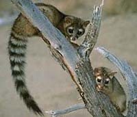 Ring tailed cat