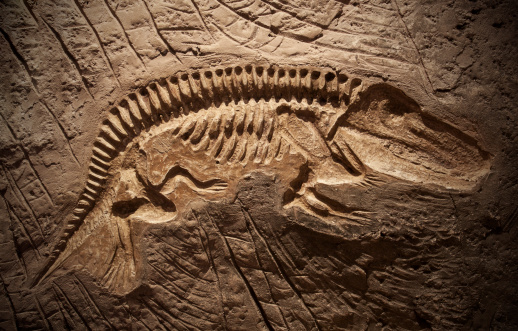 Dinosaur fossil